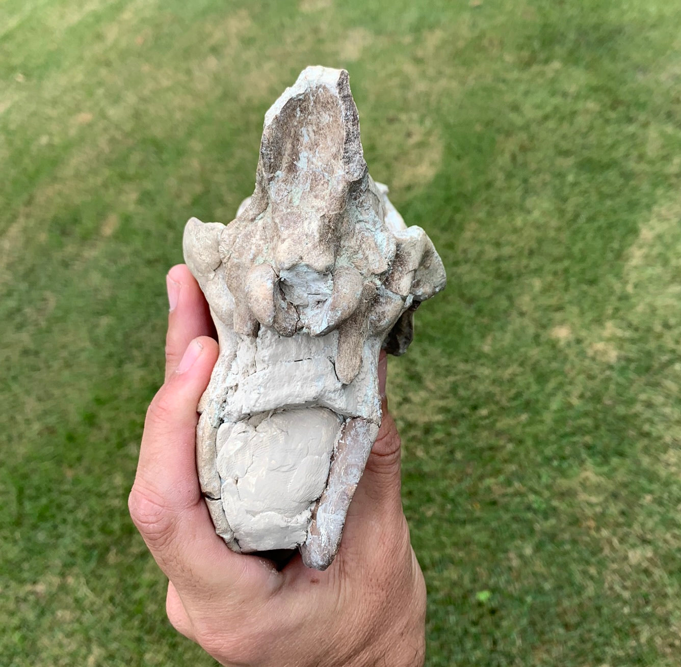 Nice Oreodont skull with lowers mounted on a stand
