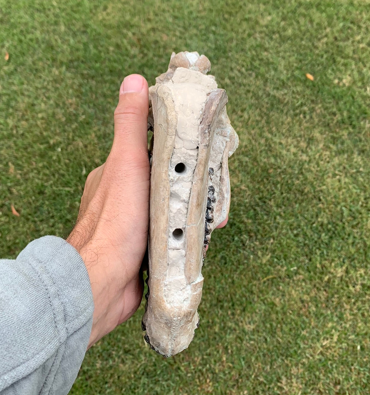 Nice Oreodont skull with lowers mounted on a stand