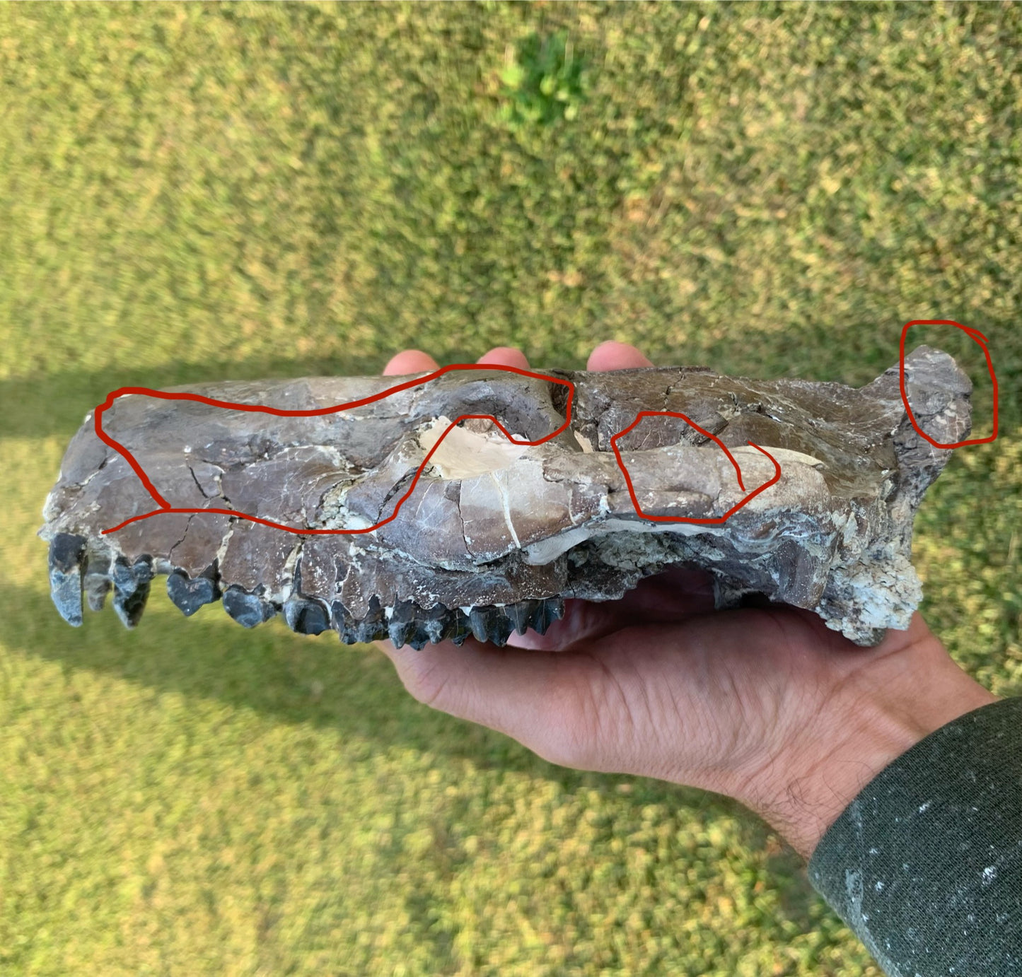 Decent Oreodont skull