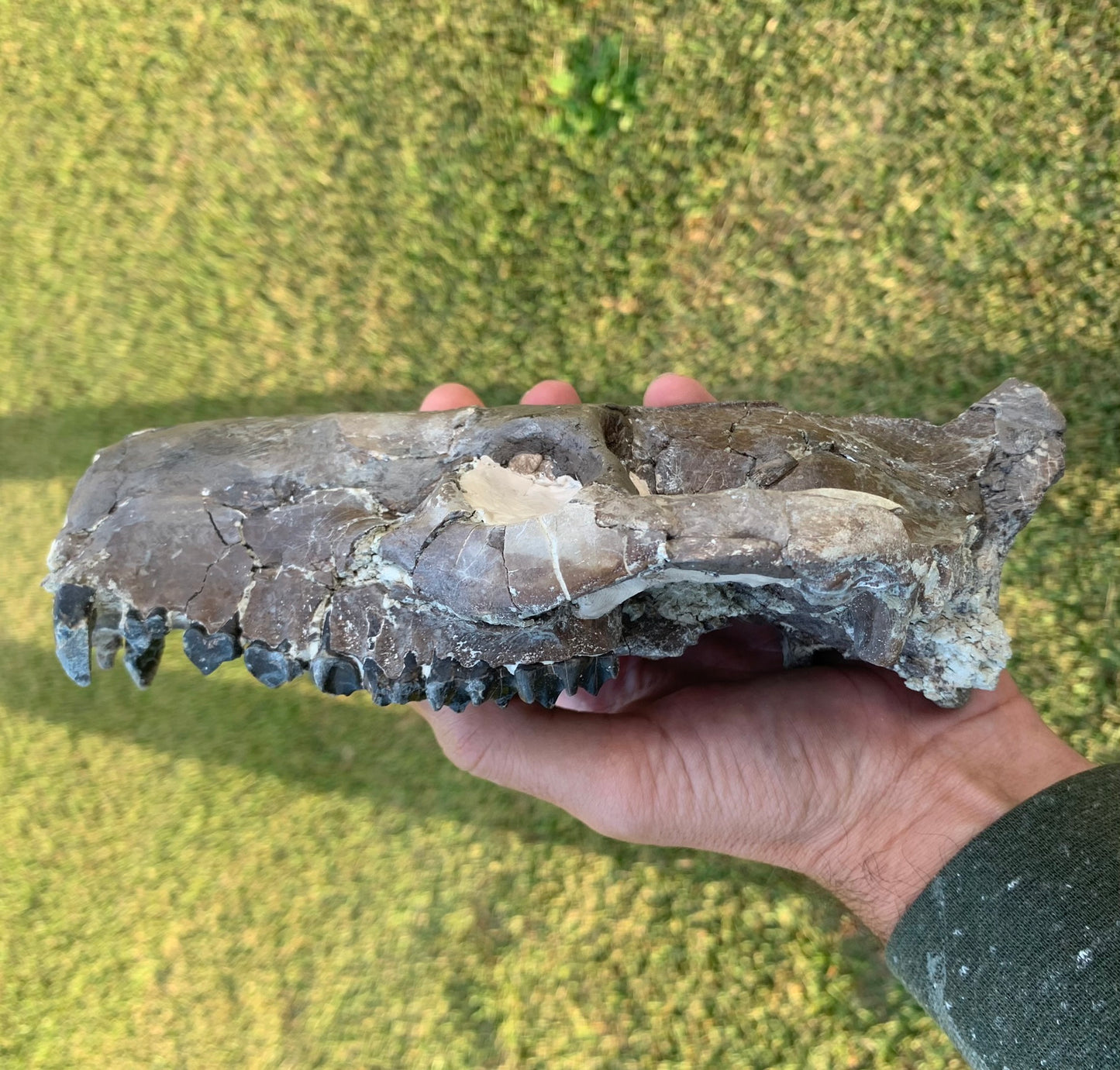 Decent Oreodont skull