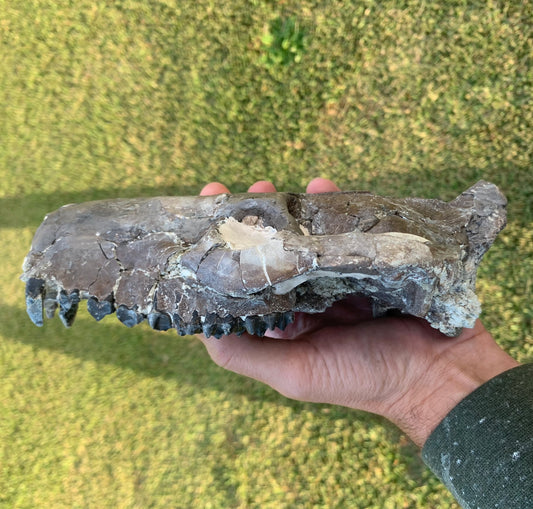 Decent Oreodont skull