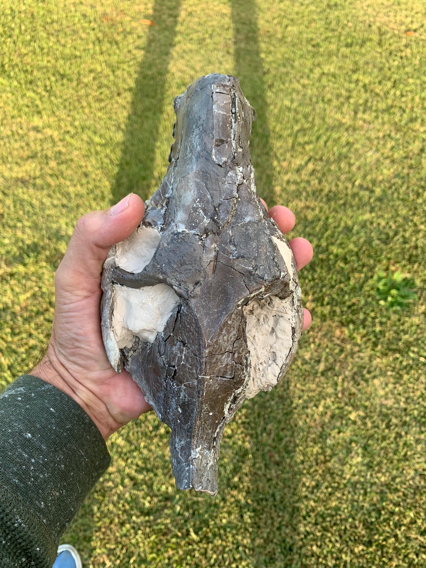 Decent Oreodont skull