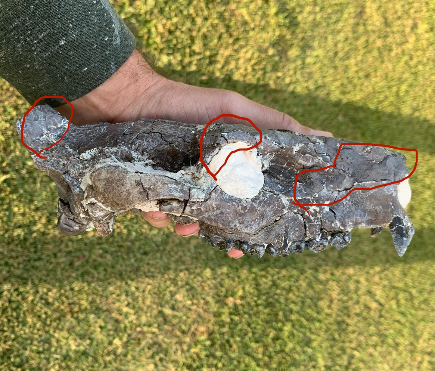 Decent Oreodont skull