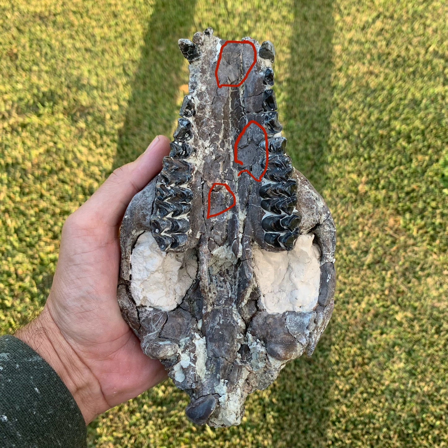 Decent Oreodont skull