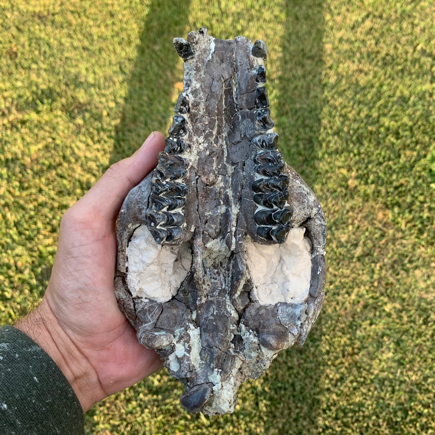 Decent Oreodont skull