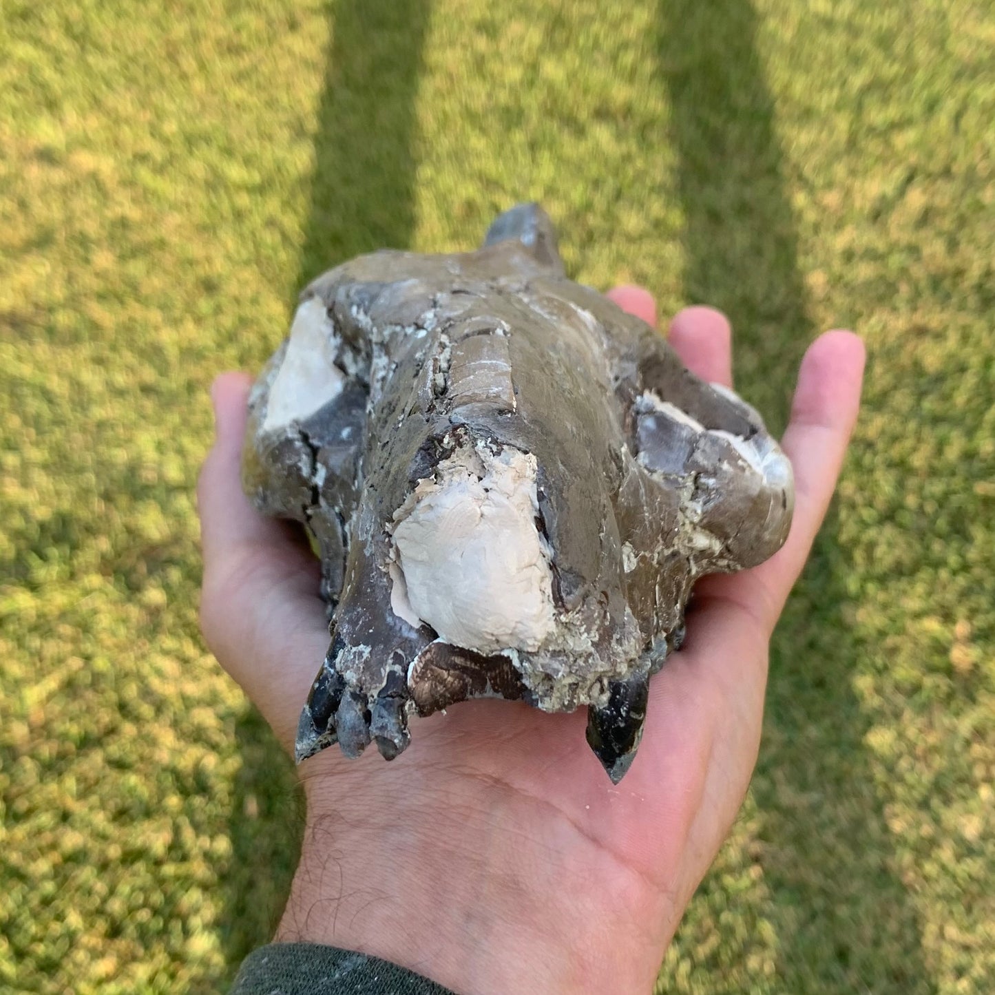 Decent Oreodont skull