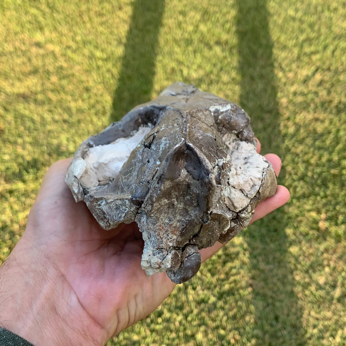 Decent Oreodont skull
