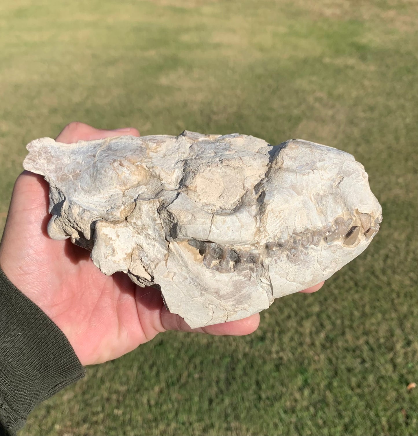 Oreodont skull with lower jaws crushed by a predator