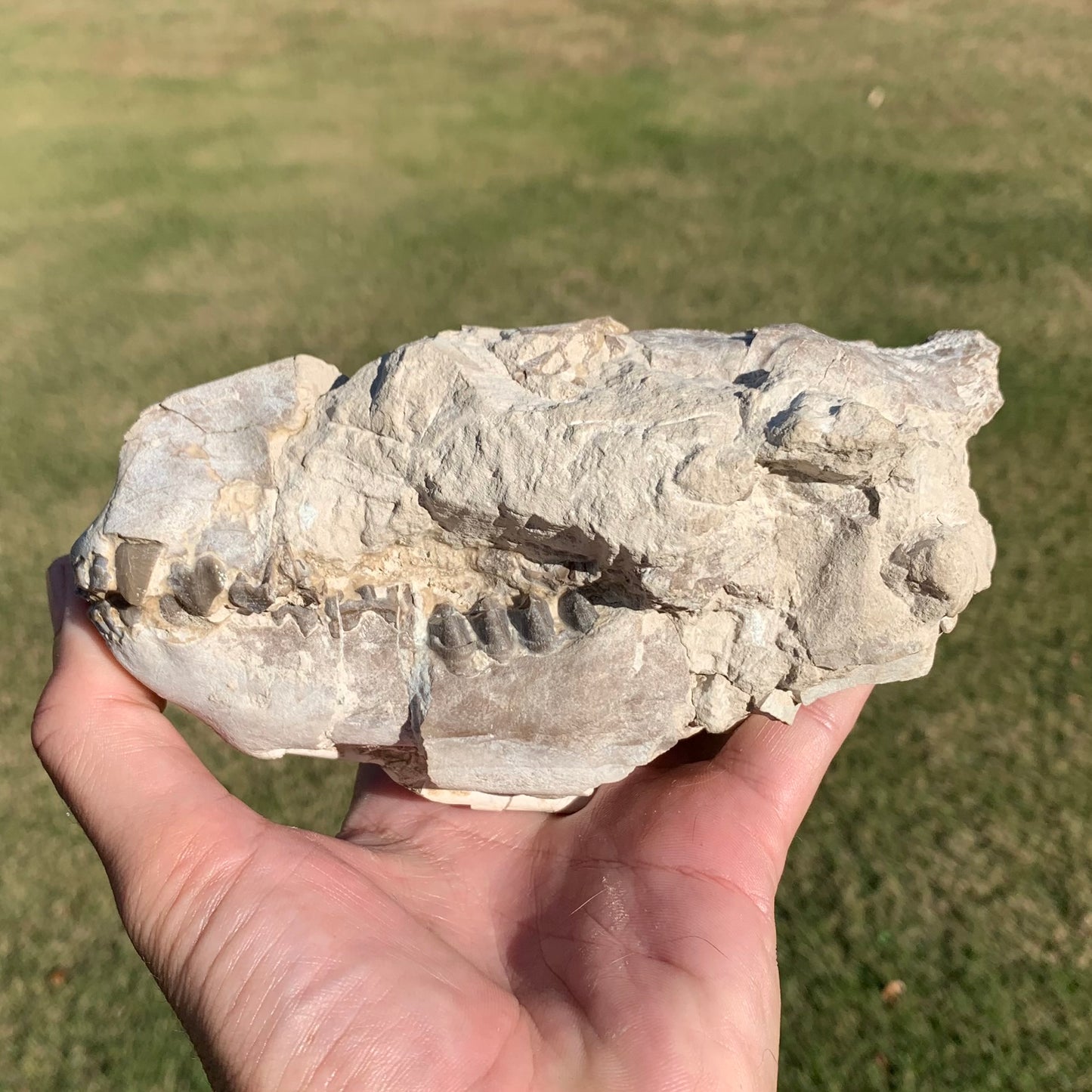 Oreodont skull with lower jaws crushed by a predator