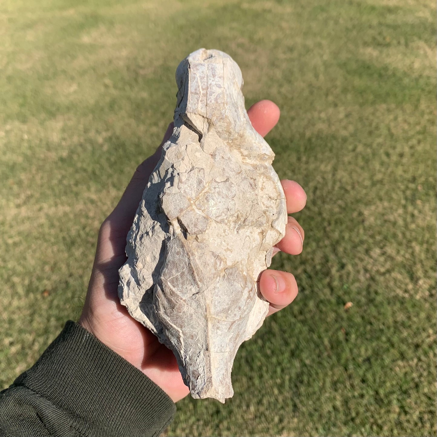 Oreodont skull with lower jaws crushed by a predator