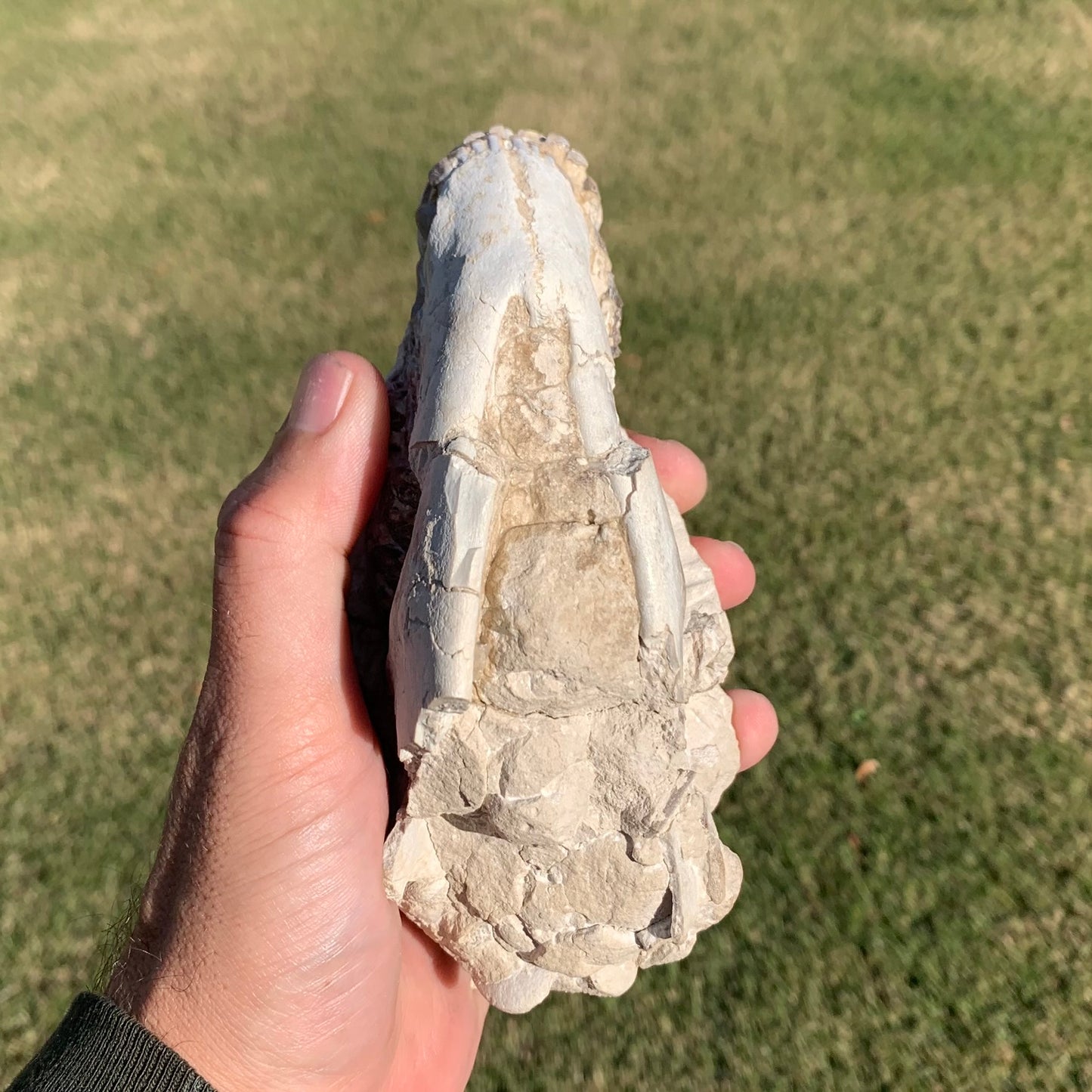 Oreodont skull with lower jaws crushed by a predator