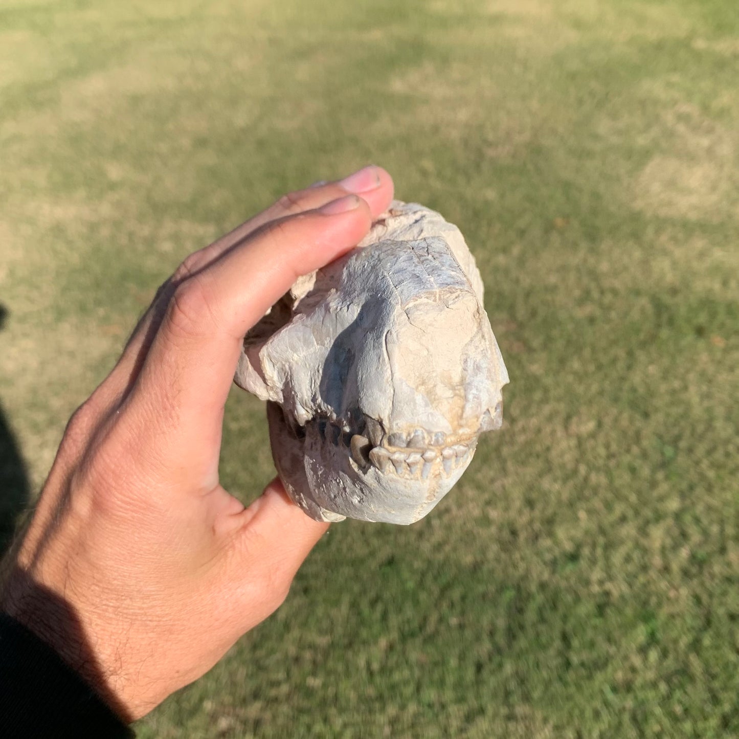 Oreodont skull with lower jaws crushed by a predator