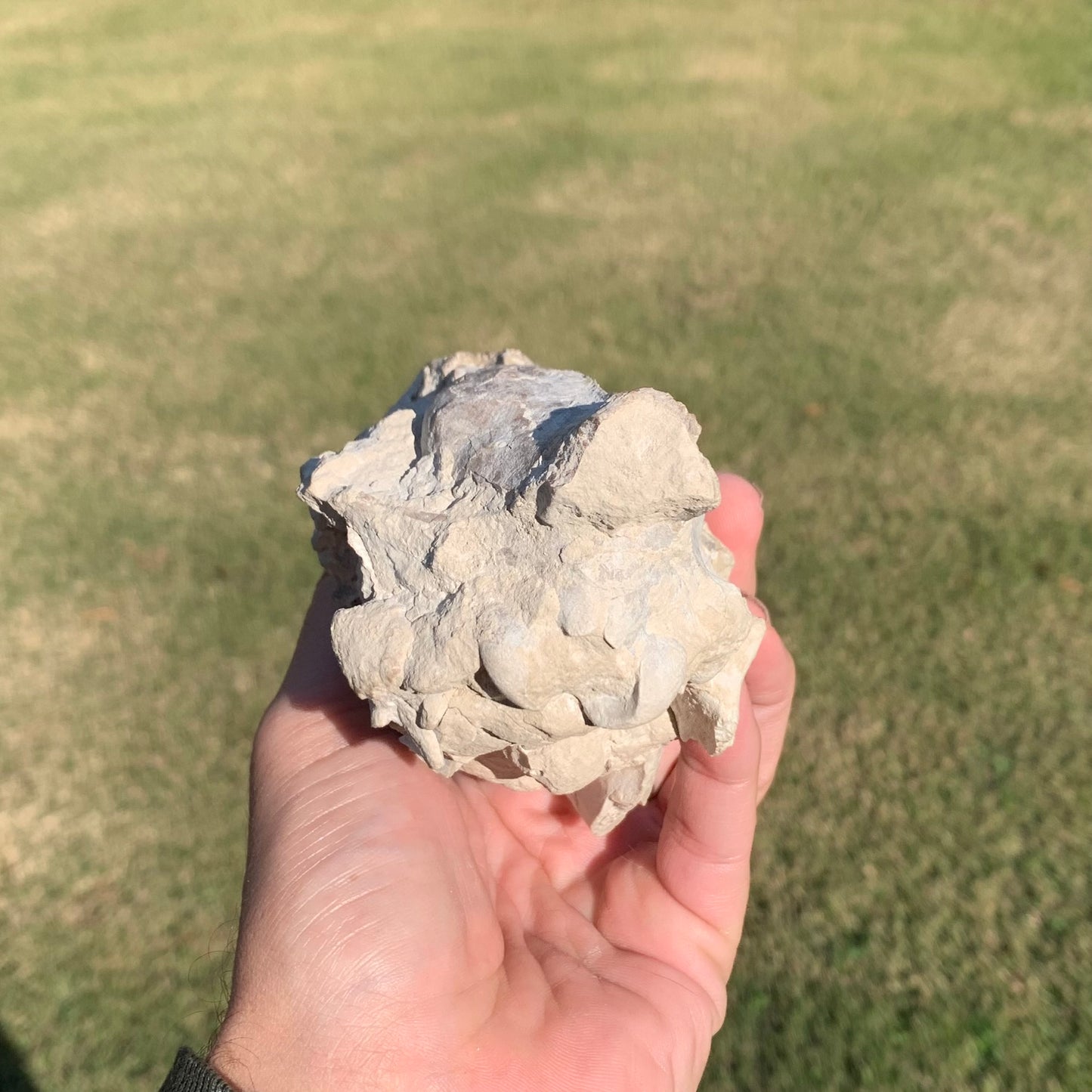 Oreodont skull with lower jaws crushed by a predator
