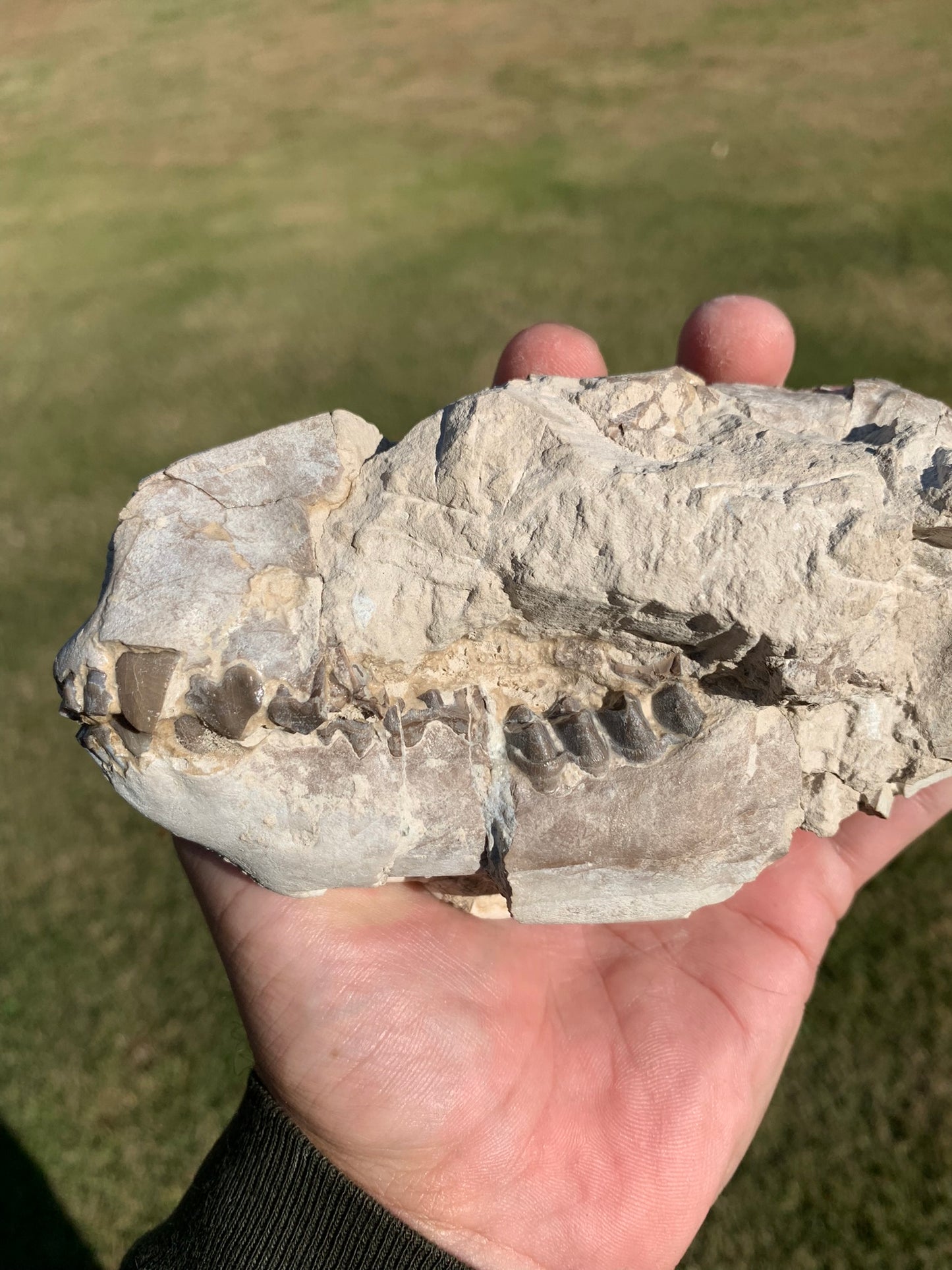 Oreodont skull with lower jaws crushed by a predator