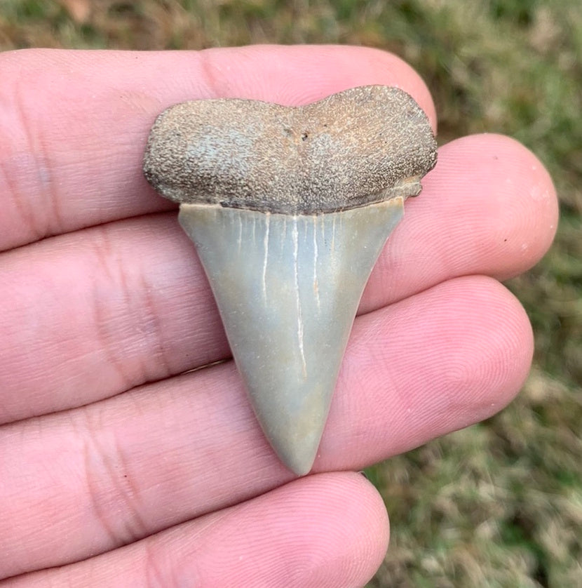 1.63” Carcharodon hastalis