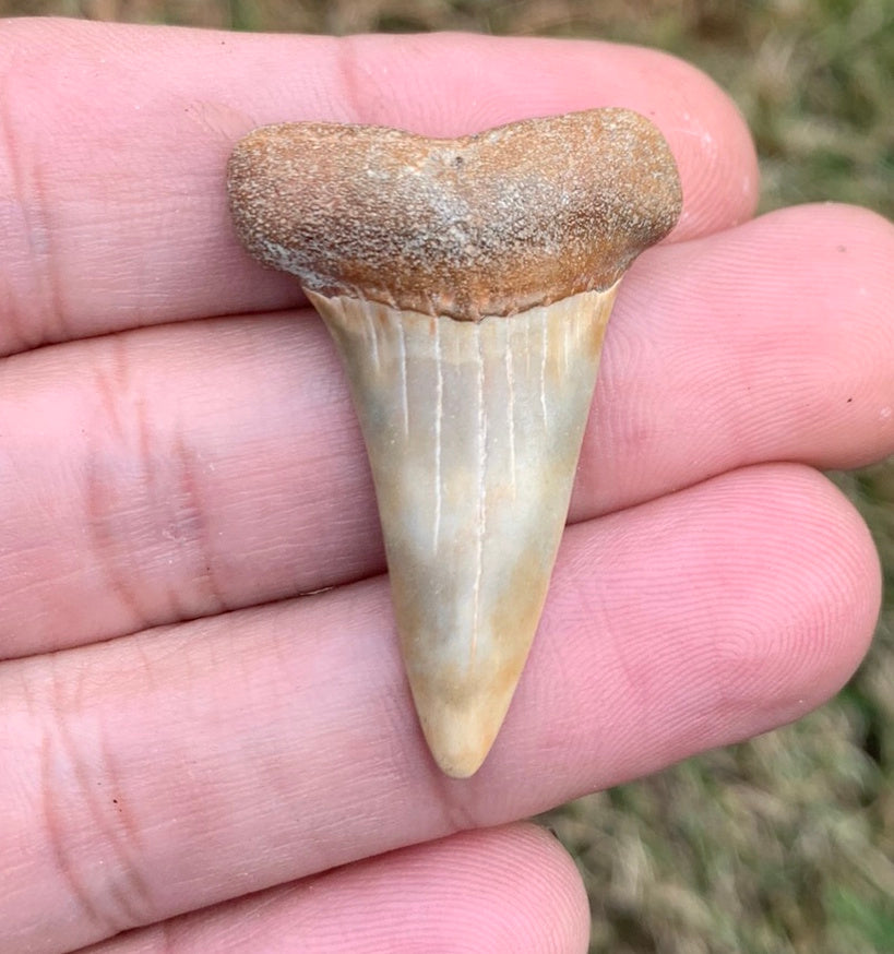 1.55” Carcharodon hastalis