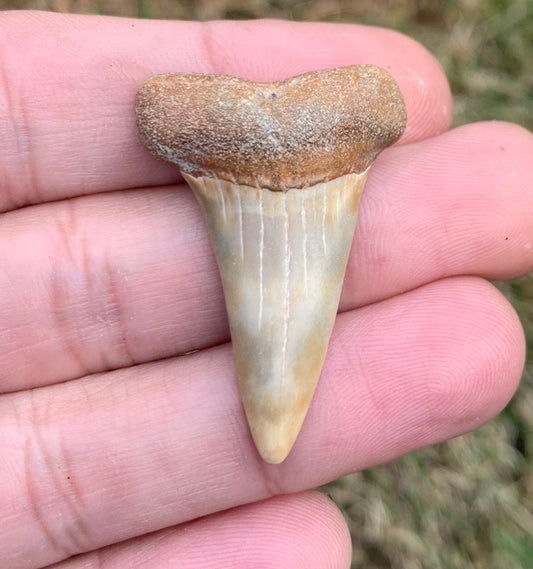 1.55” Carcharodon hastalis