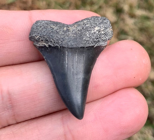 1.31” Carcharodon hastalis