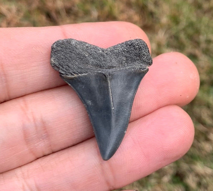 1.31” Carcharodon hastalis