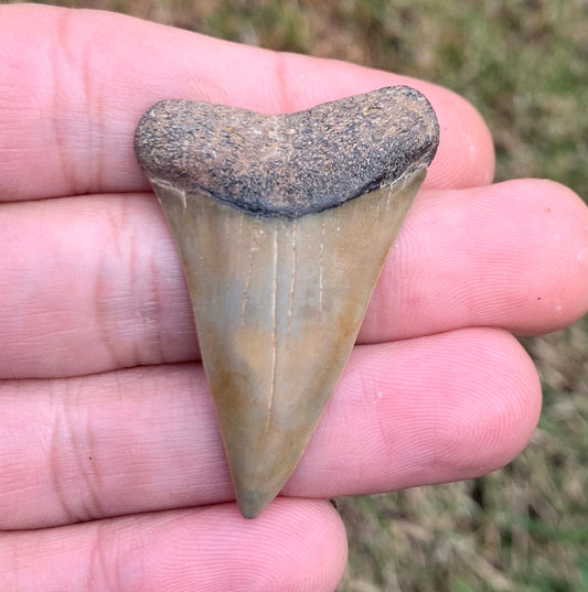 1.81” Carcharodon hastalis