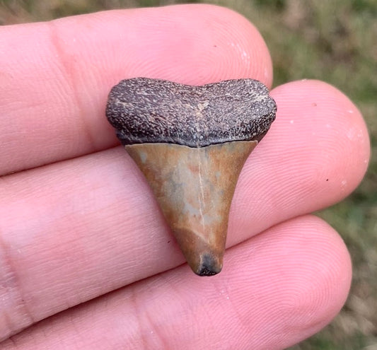 .97” Carcharodon hastalis