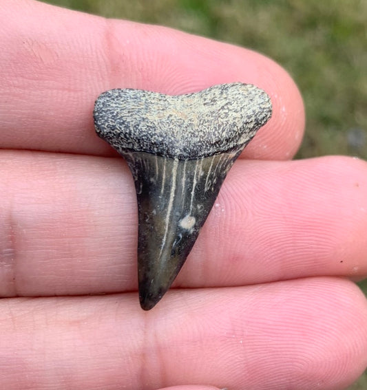 1.14” Carcharodon hastalis