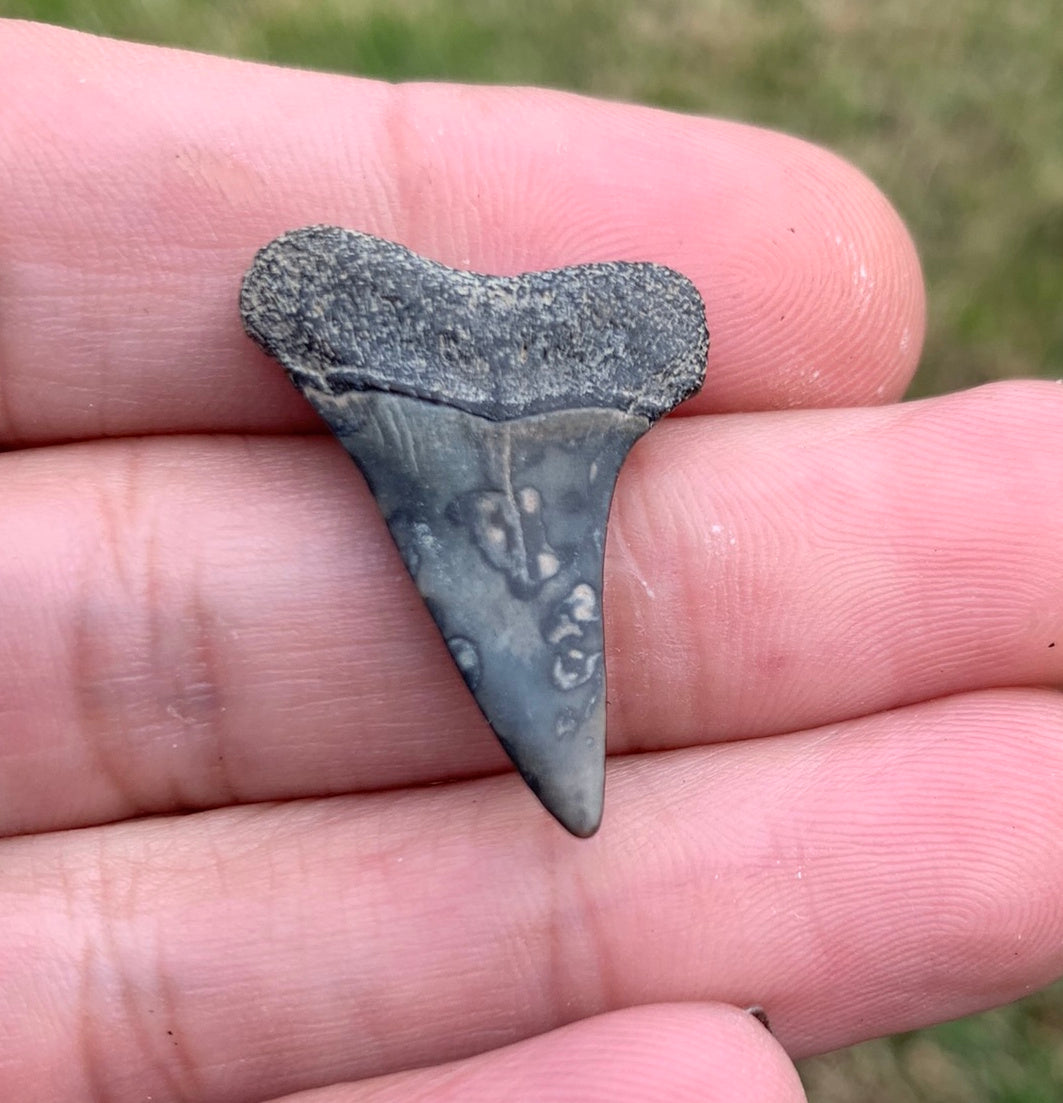 1.14” Carcharodon hastalis