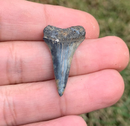 1.18” Carcharodon hastalis