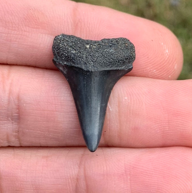 1.01” Carcharodon hastalis