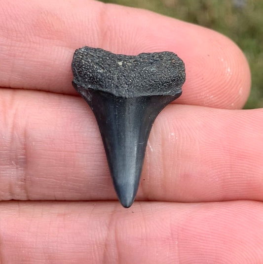 1.01” Carcharodon hastalis