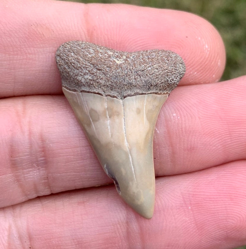 1.32” Carcharodon hastalis