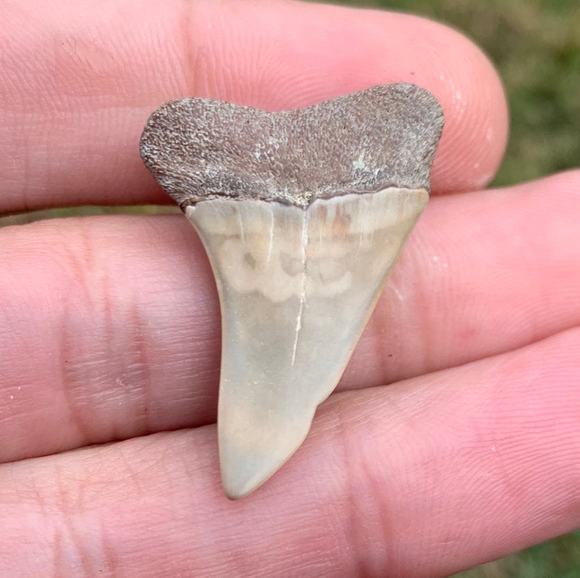 1.32” Carcharodon hastalis