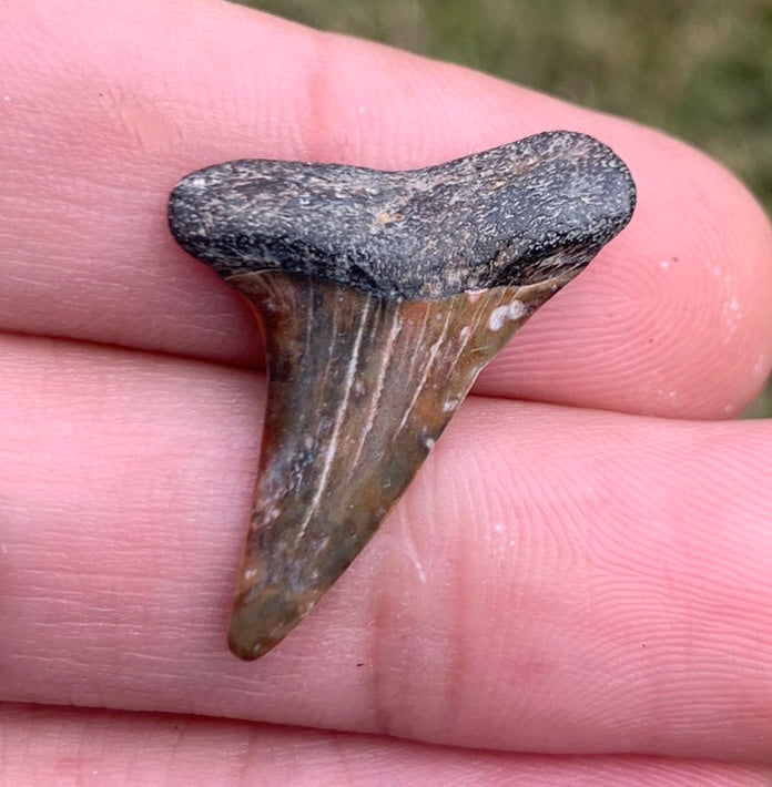 1.12” Carcharodon hastalis