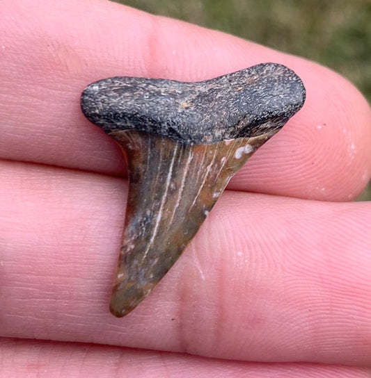 1.12” Carcharodon hastalis