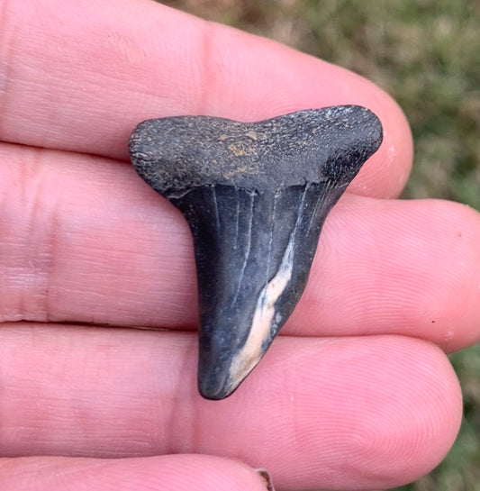 1.3” Carcharodon hastalis