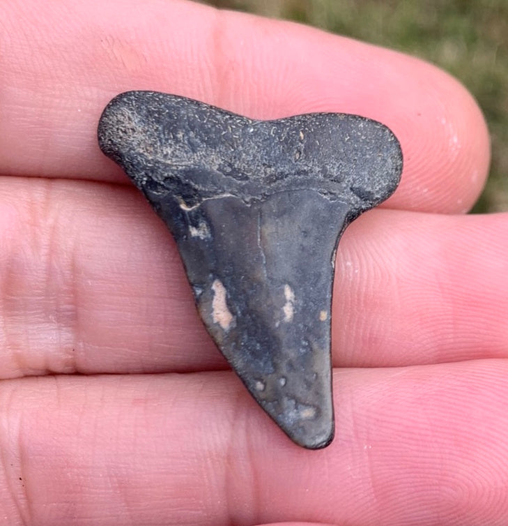 1.3” Carcharodon hastalis