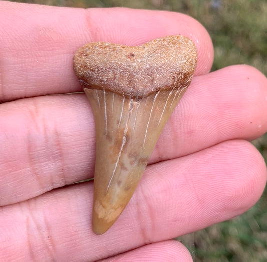 1.65” Carcharodon hastalis