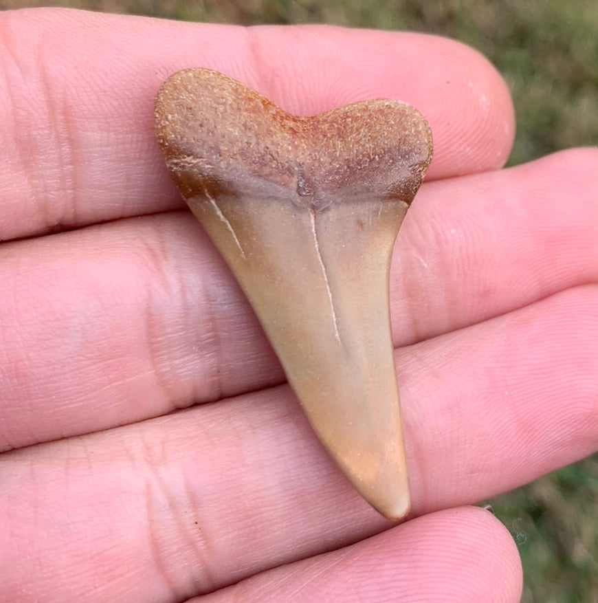 1.65” Carcharodon hastalis