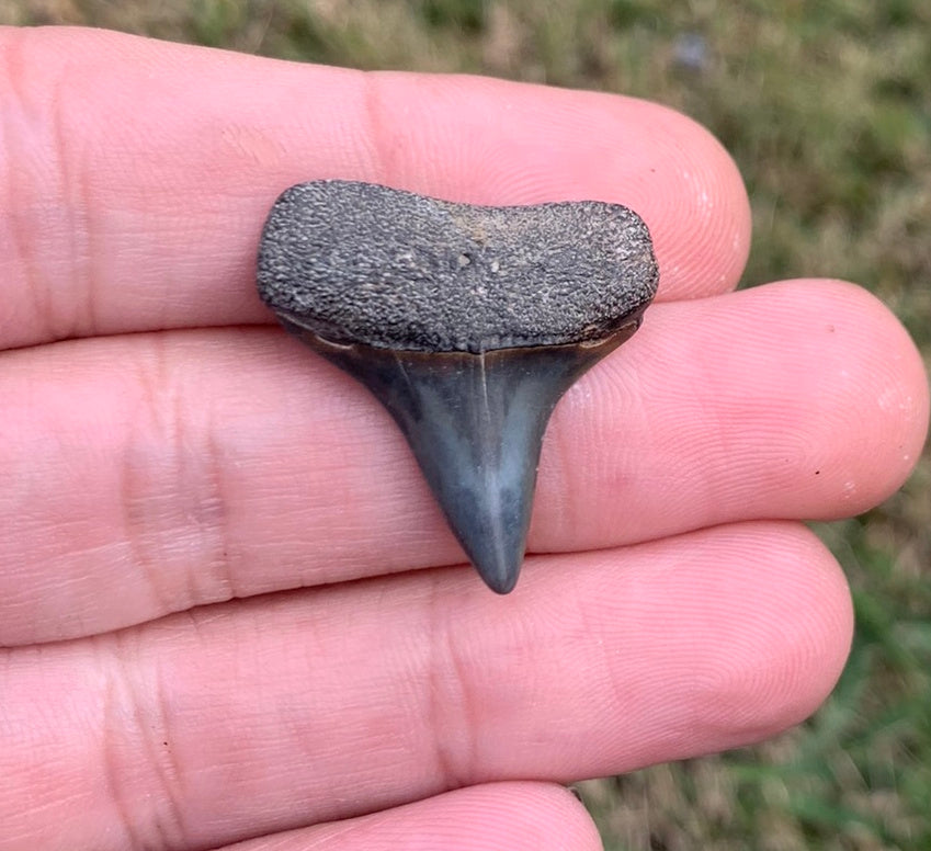 1.1” Carcharodon hastalis Posterior