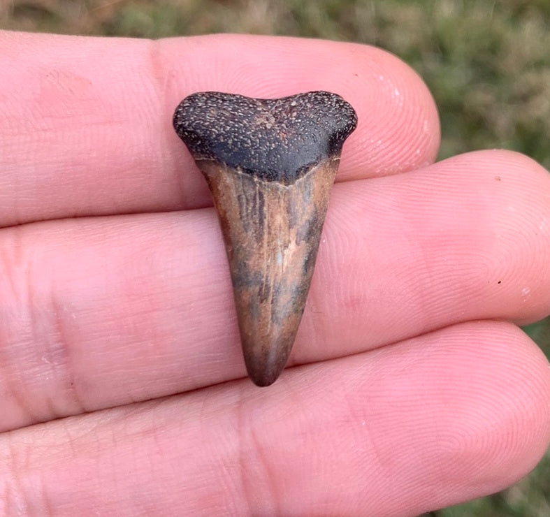 1.04” Carcharodon hastalis