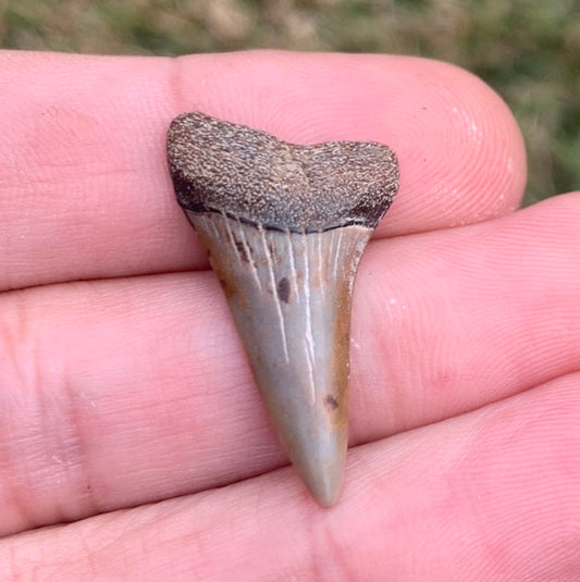 1.18” Carcharodon hastalis