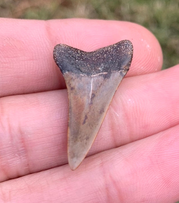 1.18” Carcharodon hastalis