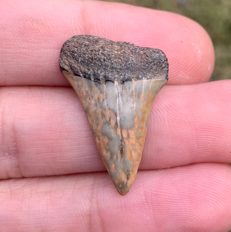 1.15” Carcharodon hastalis