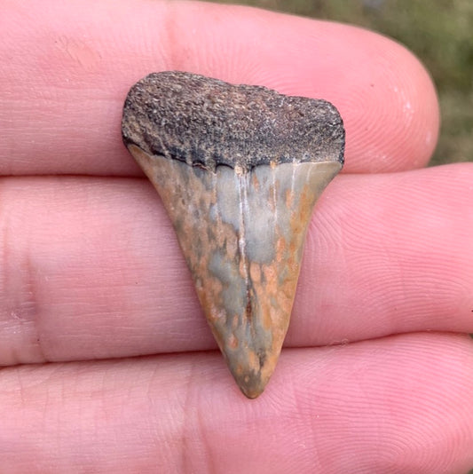 1.15” Carcharodon hastalis