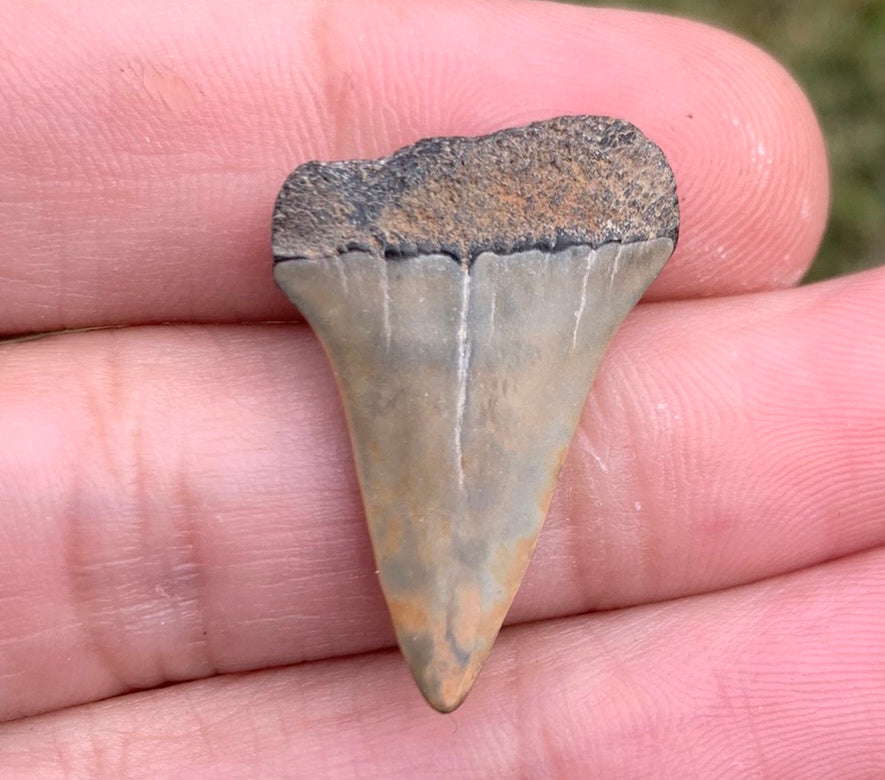 1.15” Carcharodon hastalis