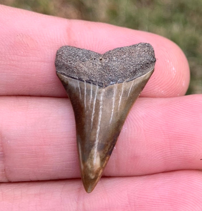 1.24” Carcharodon hastalis