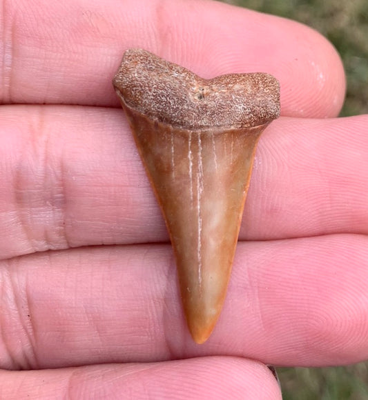 1.42” Carcharodon hastalis