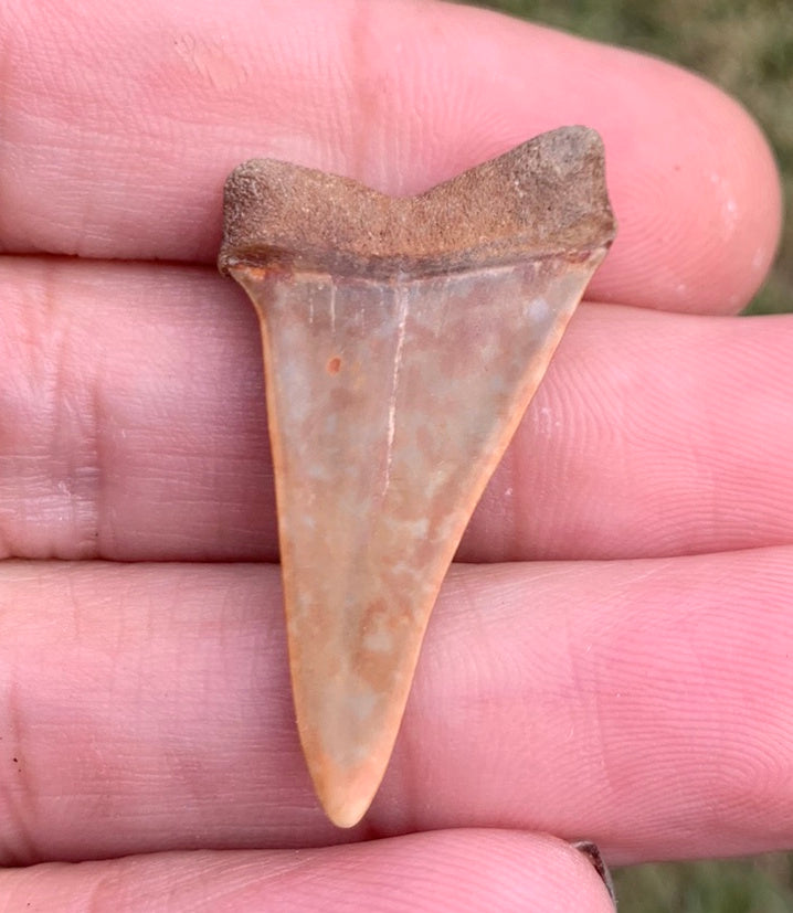 1.42” Carcharodon hastalis