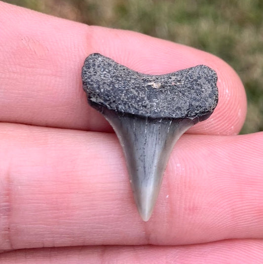 1” Carcharodon hastalis