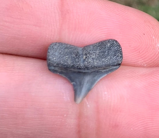 .59” Carcharodon hastalis